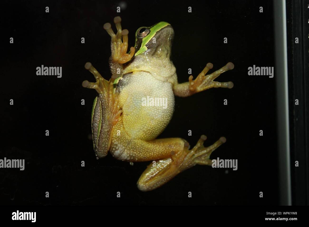 Amphibian frog glass hires stock photography and images Alamy