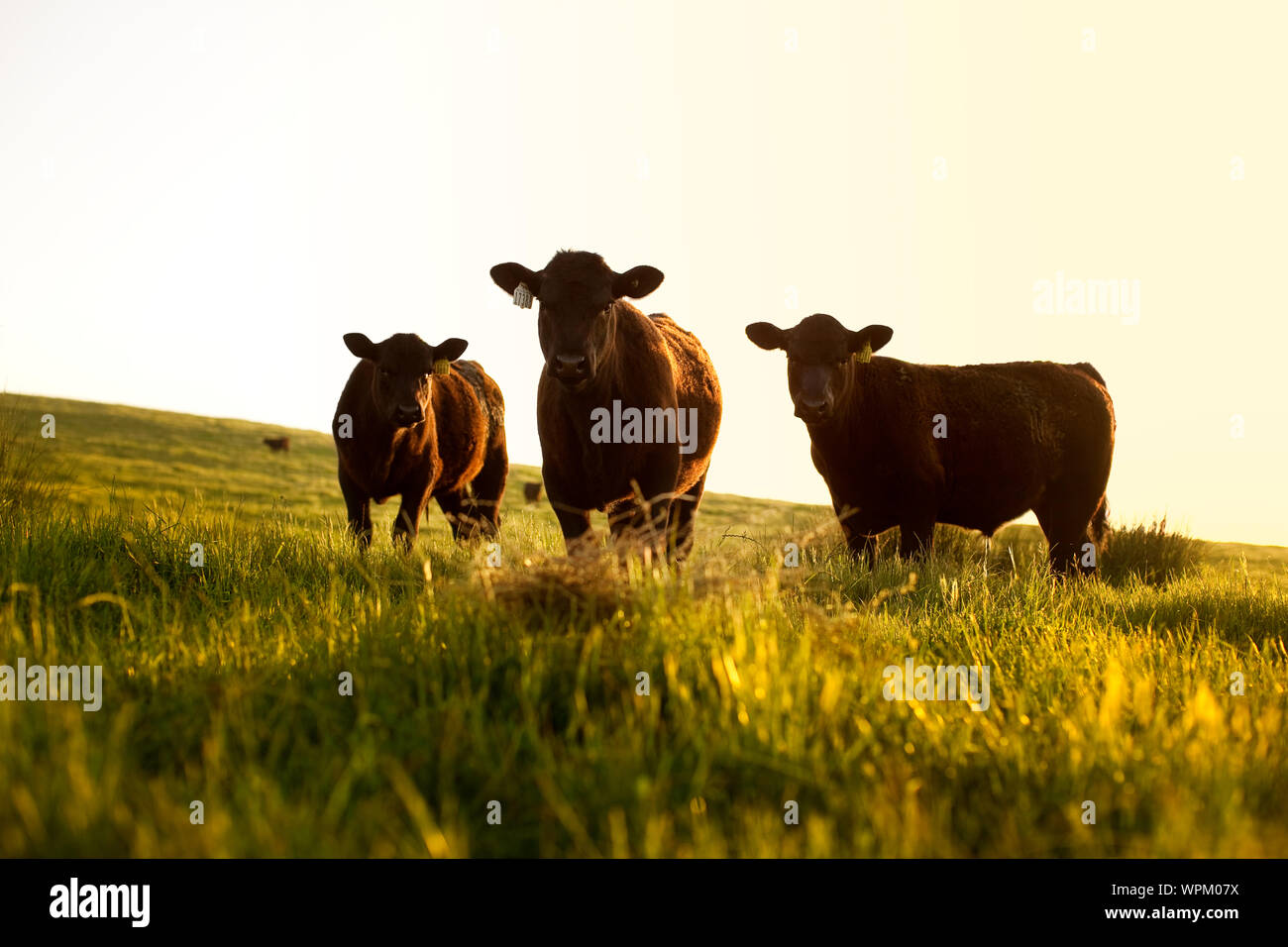 Group of cows stands hi-res stock photography and images - Alamy