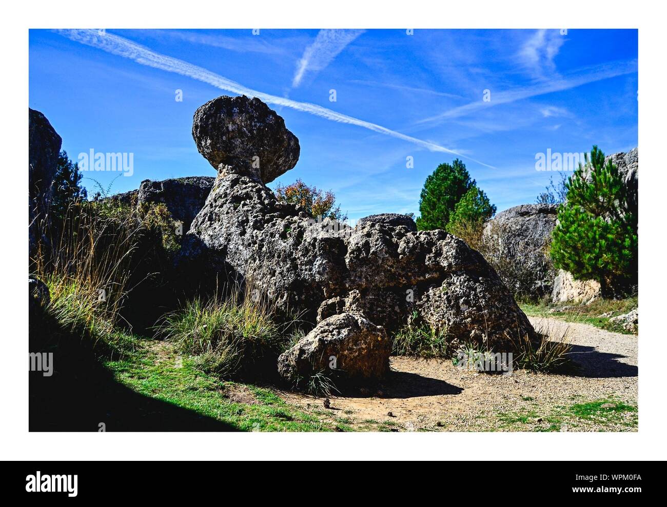 Foca animal Cut Out Stock Images & Pictures - Alamy