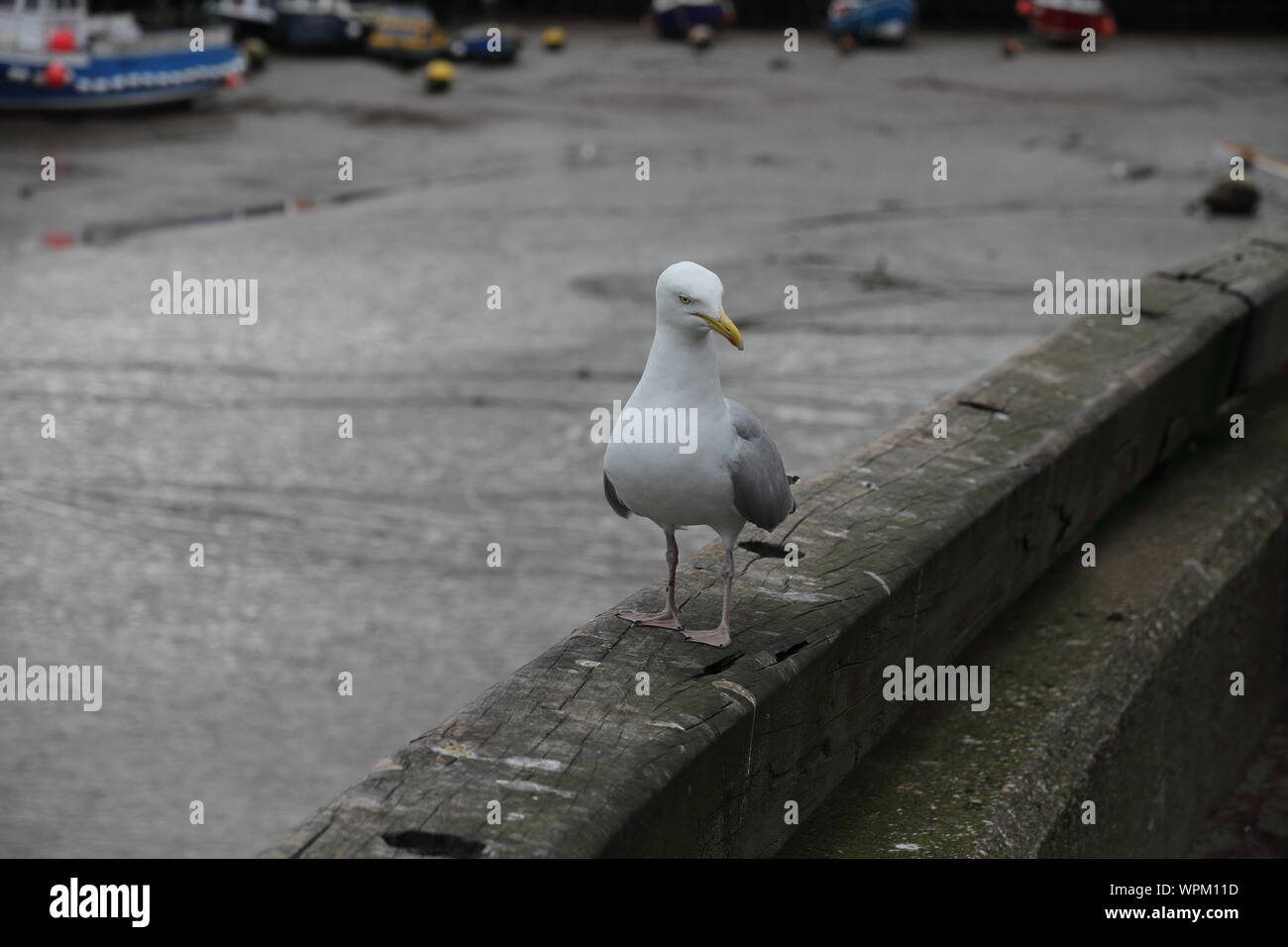 Seagull at Bridlington harbour Stock Photo