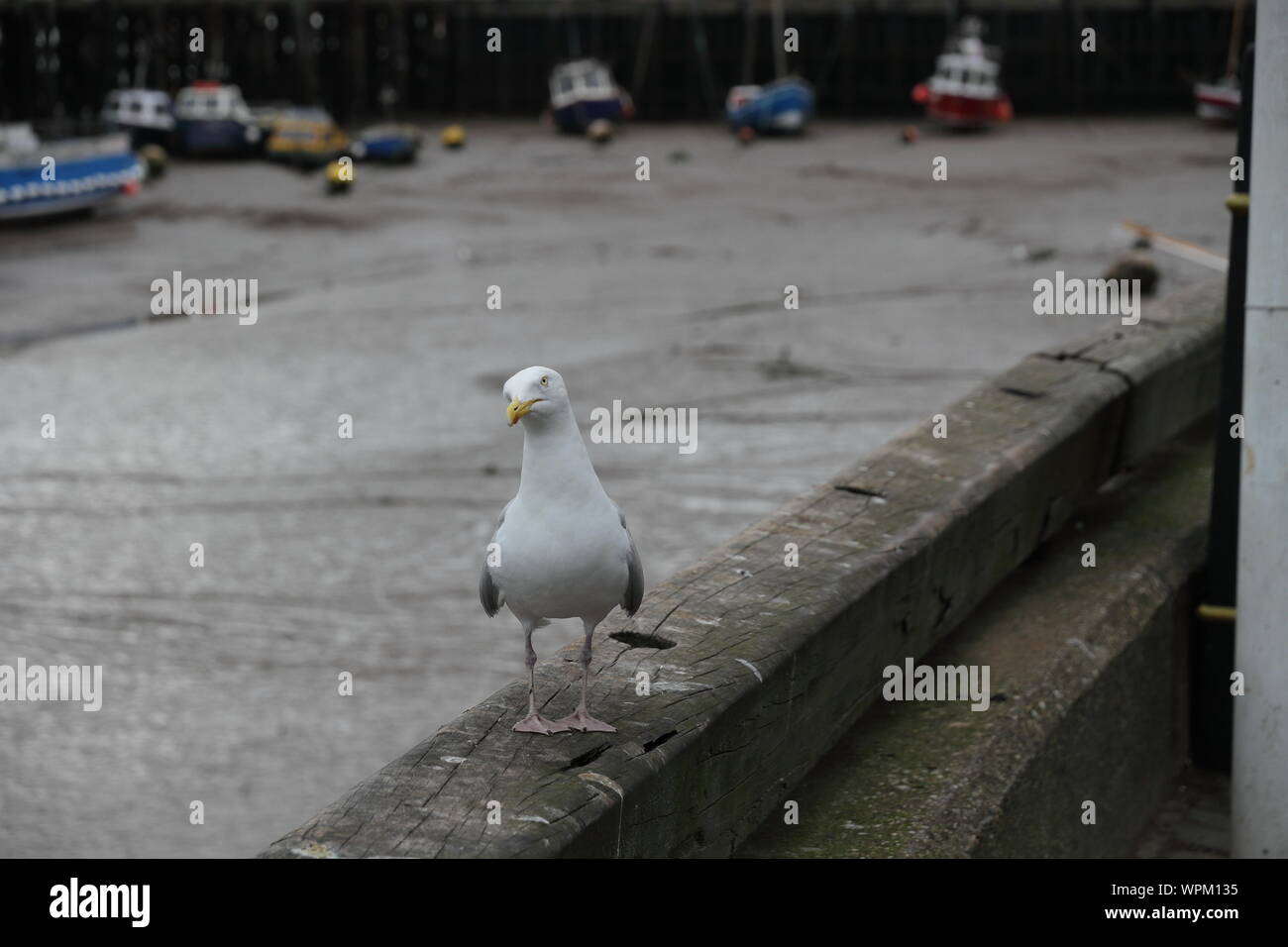 Seagull at Bridlington harbour Stock Photo