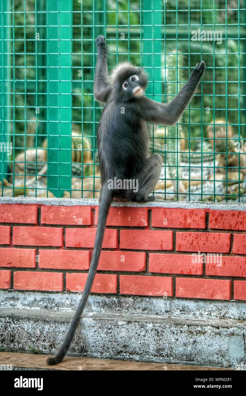 Portrait Of Leaf Monkey Sitting And Holding Cage Stock Photo