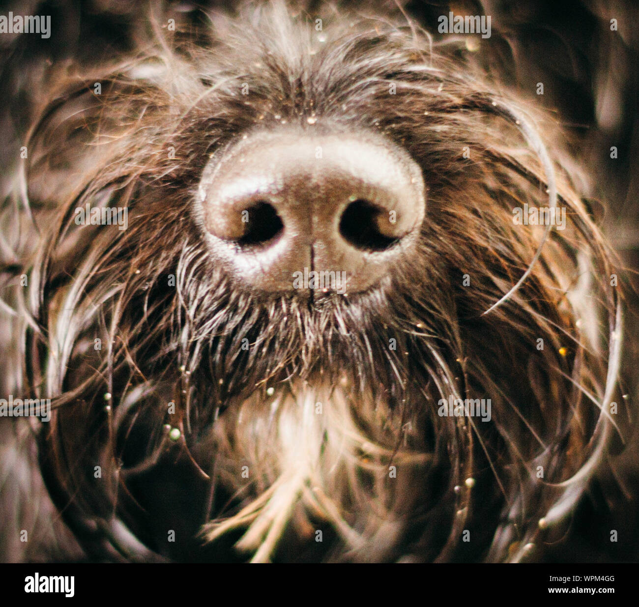 Dog wet nose hi-res stock photography and images - Alamy