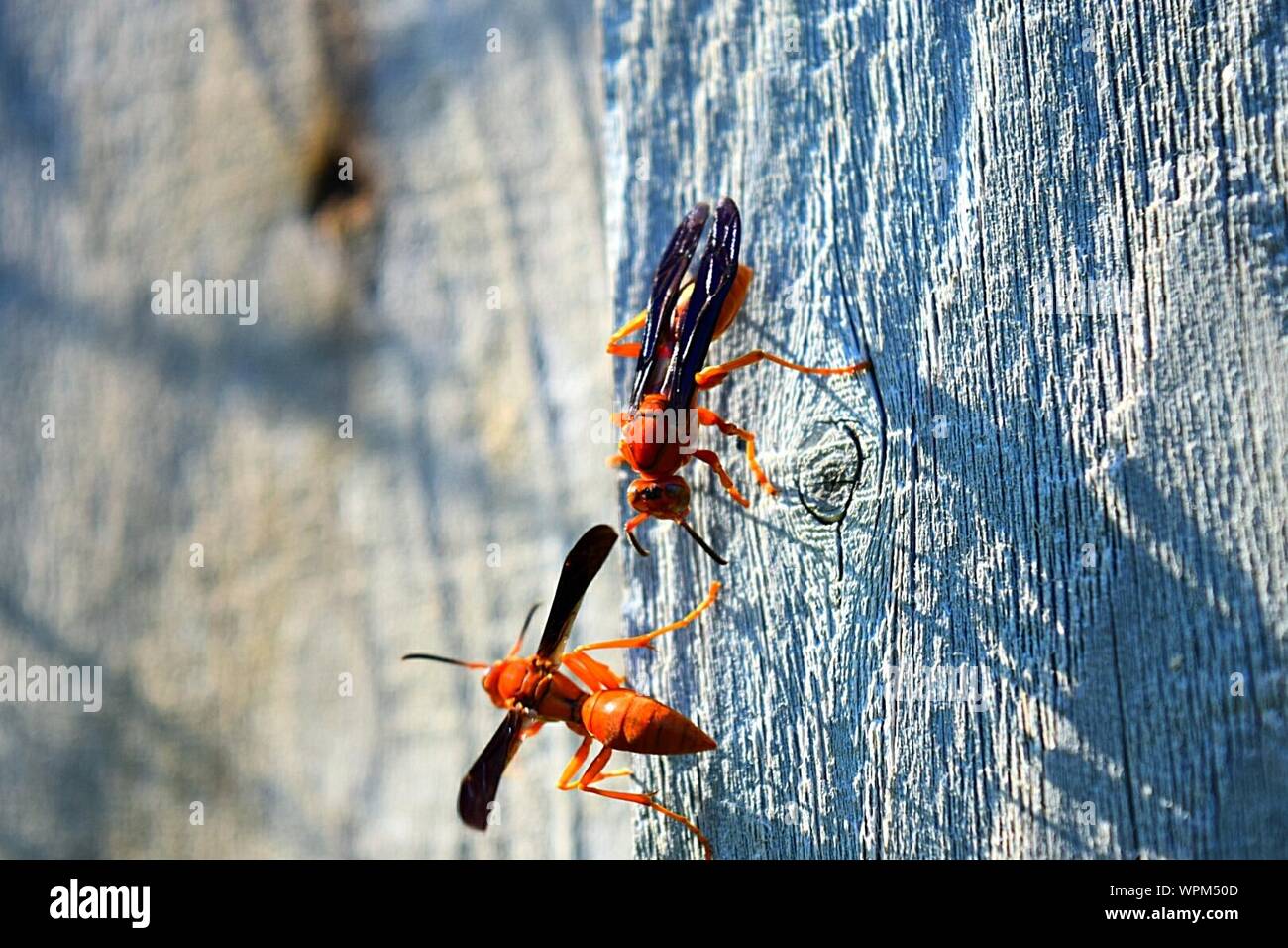 Wood wasps hires stock photography and images Alamy