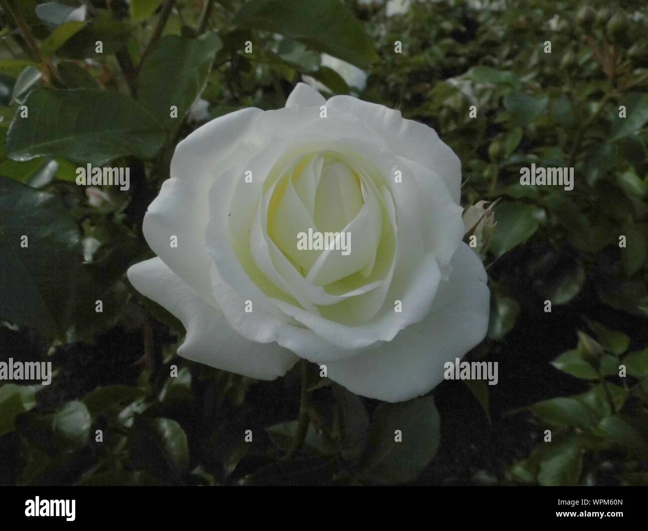 Close-up Of White Rose Bloomed In Forest Stock Photo