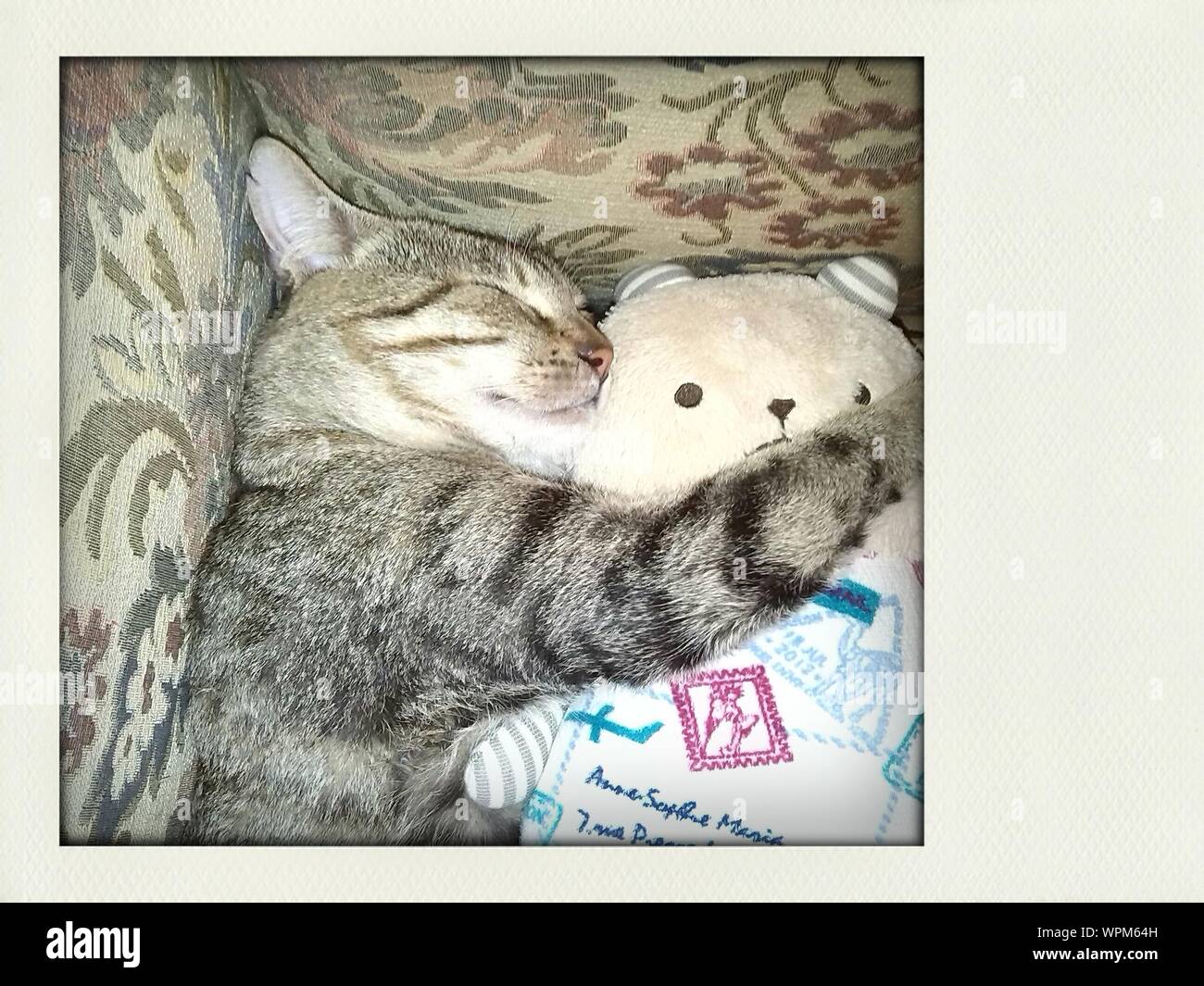 cat in bed with teddy bear