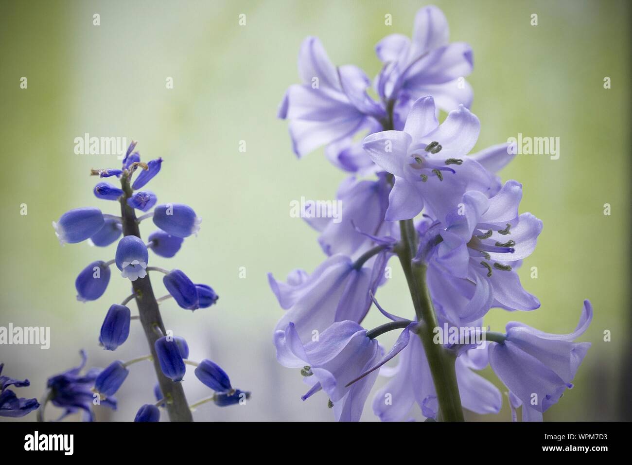 Close-up Of Bluebell Flowers Growing On Field Stock Photo