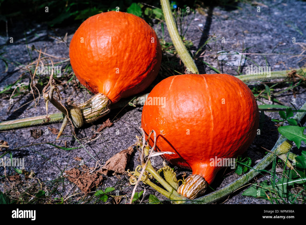 Red kuri squash right before harvest Stock Photo Alamy
