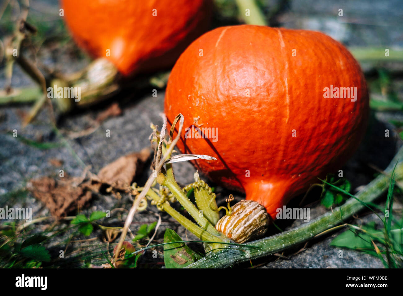 Red kuri squash right before harvest, closeup Stock Photo Alamy
