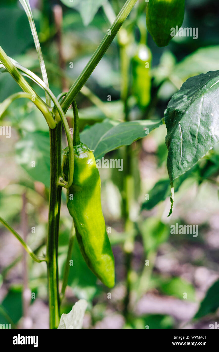Wax pepper right before harvest Stock Photo Alamy