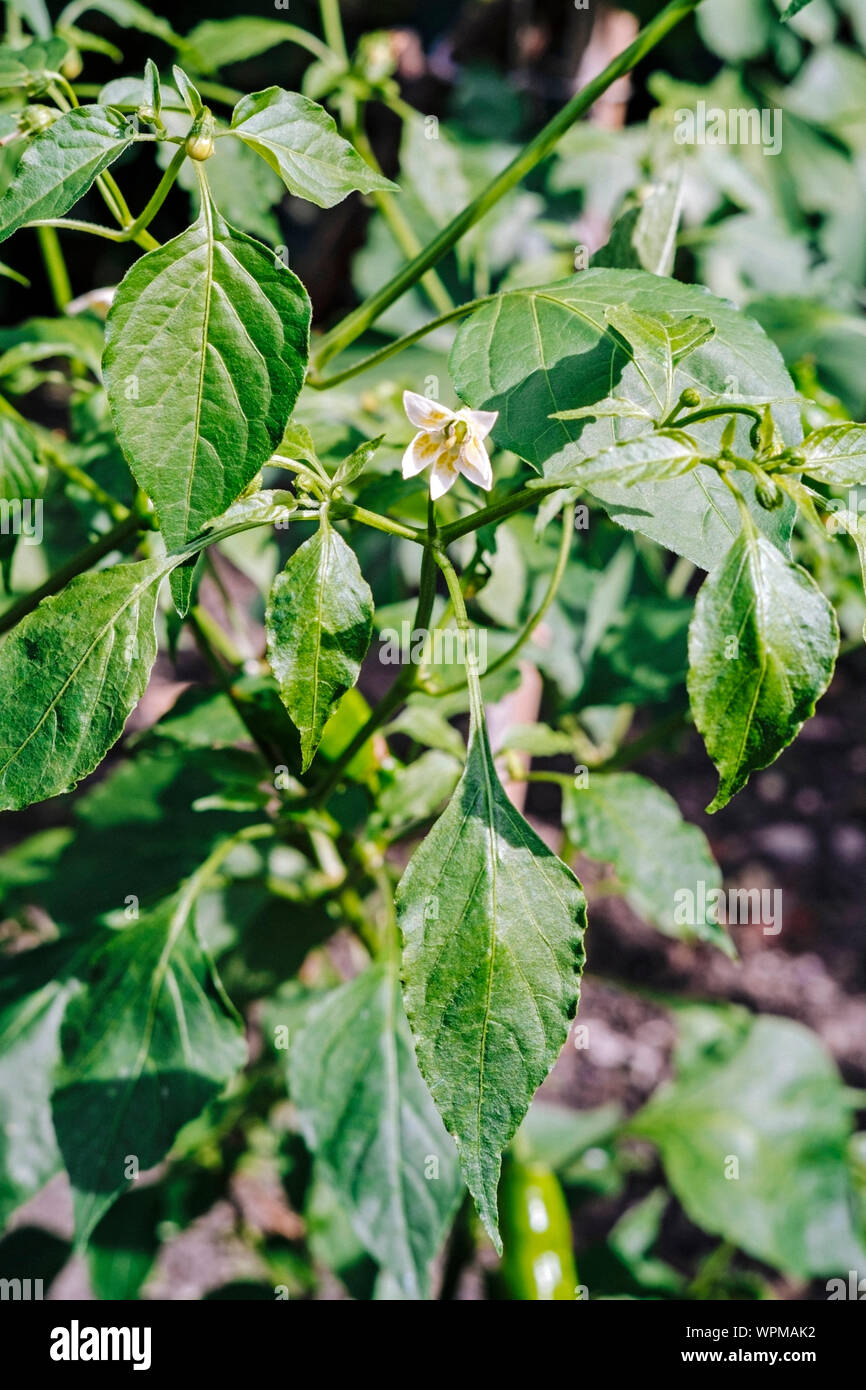 Wax pepper plant (Capsicum annuum) Stock Photo