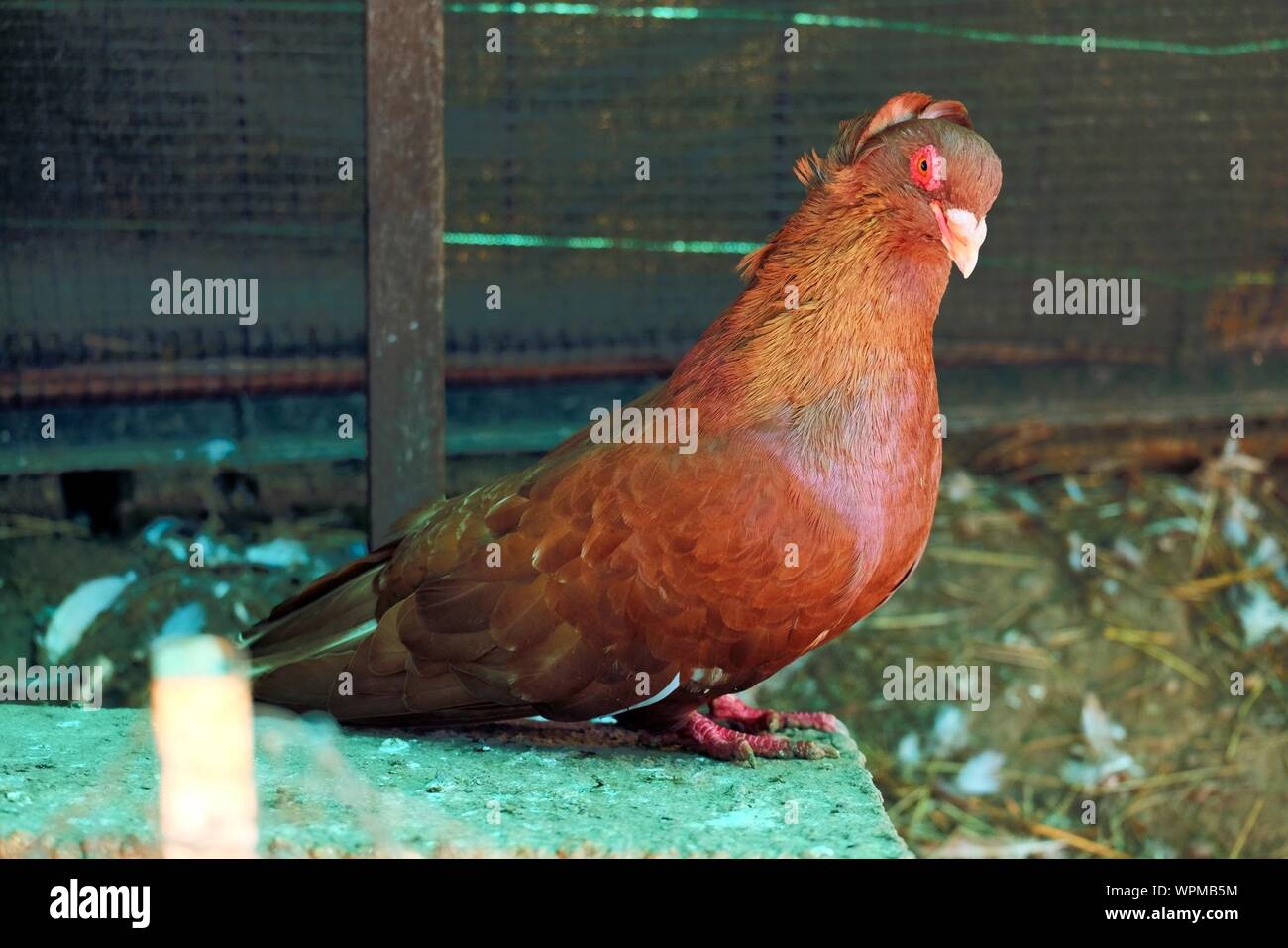 Brown pigeon hires stock photography and images Alamy