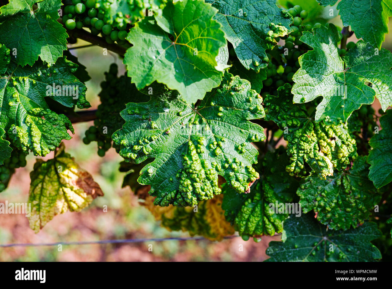 Viticulture: Vines damaged by grape bud mite Stock Photo