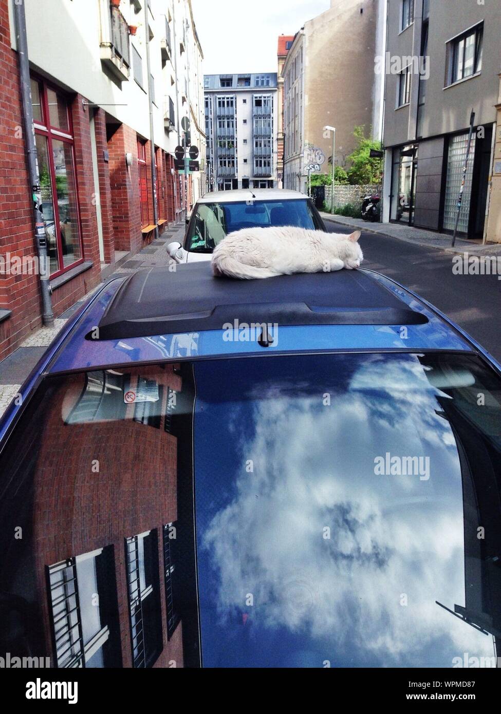 Cat on top of cat house hires stock photography and images Alamy