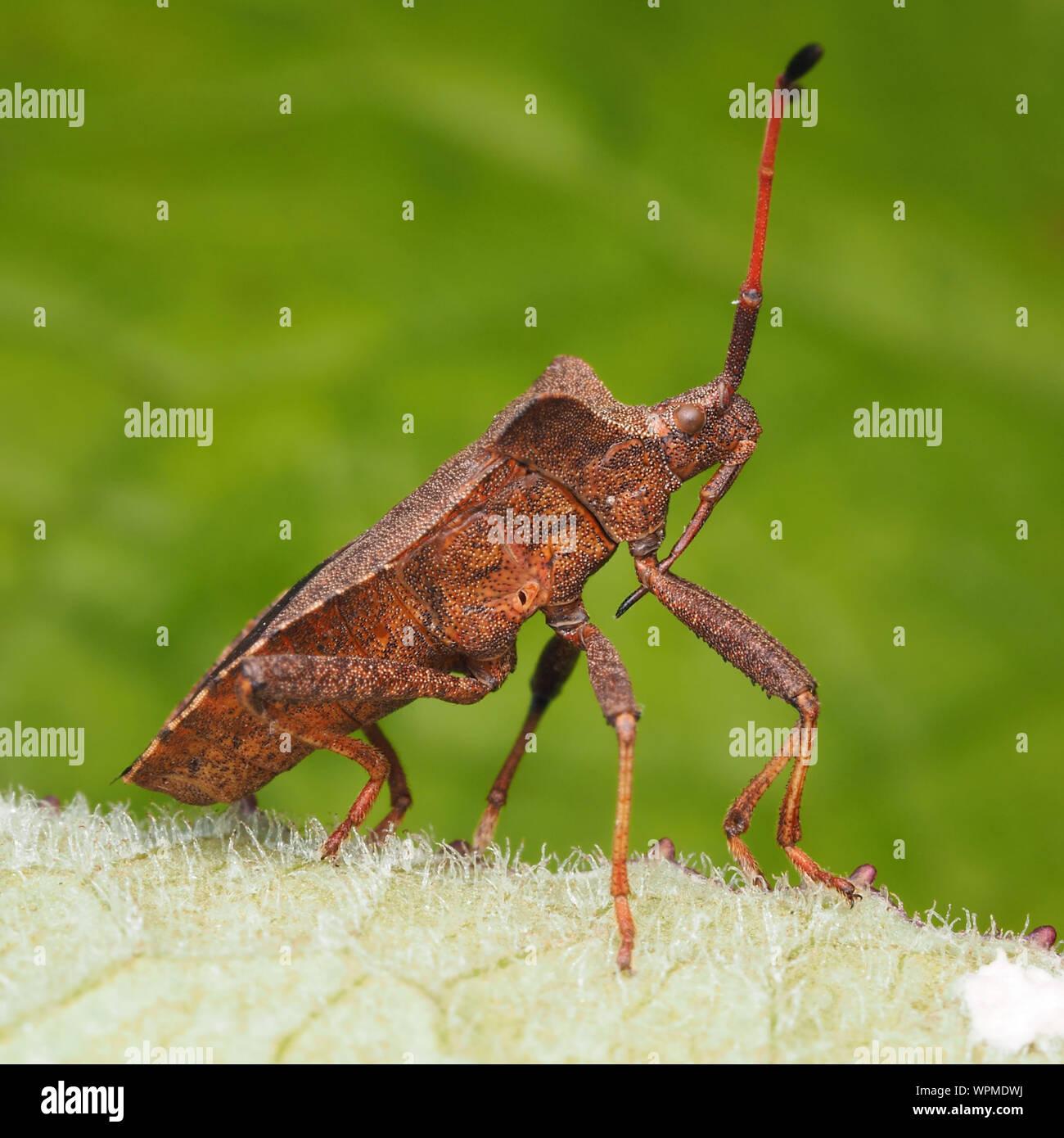 Dock Bug (Coreus marginatus) side view. Tipperary, Ireland Stock Photo