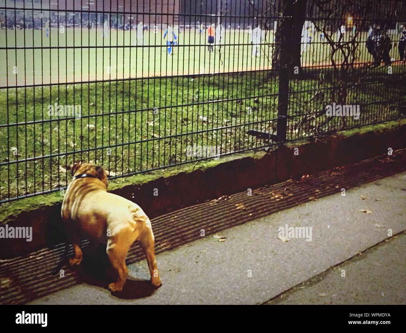 People watching soccer hires stock photography and images Alamy