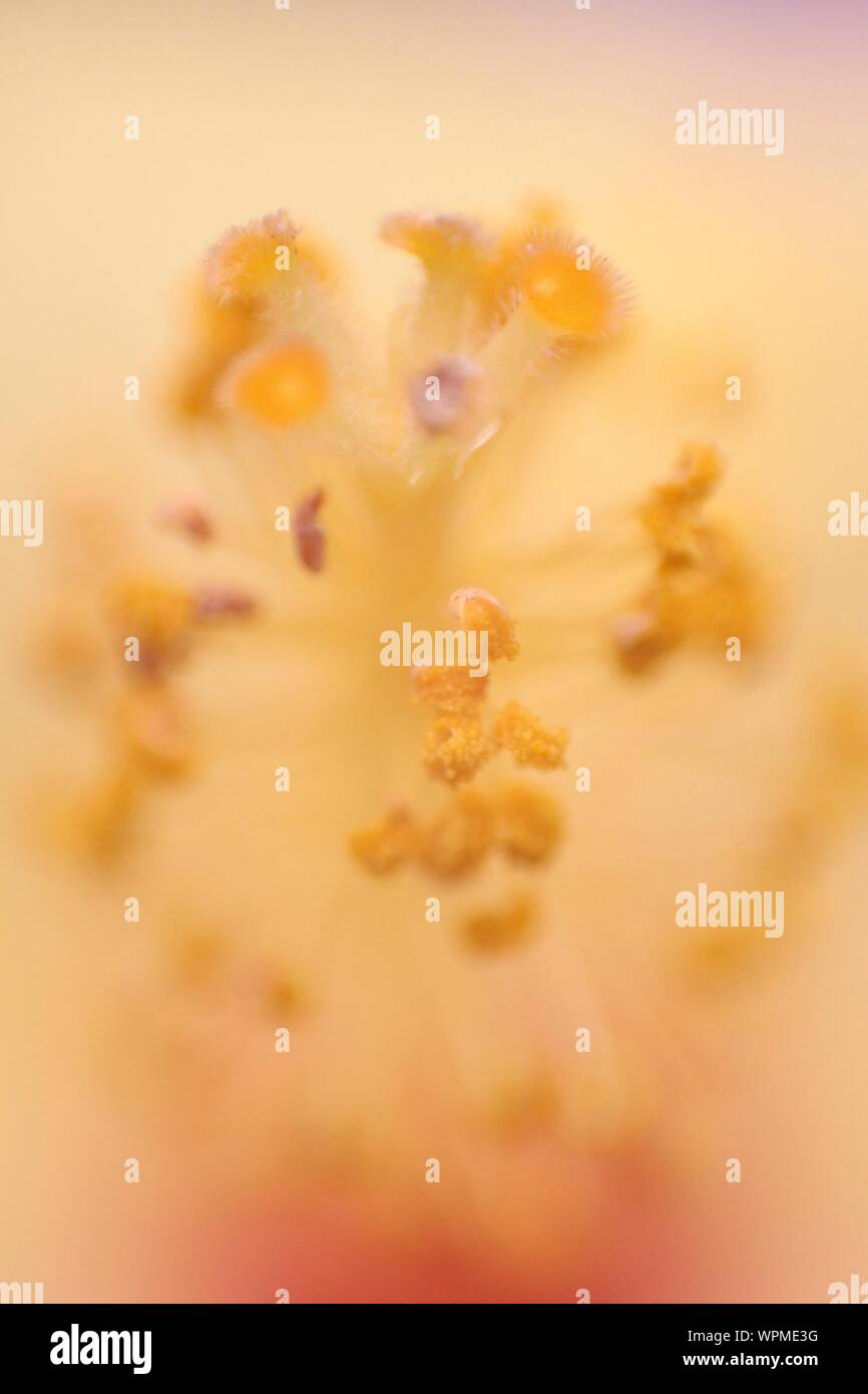 Close-up Of Yellow Stamens Stock Photo