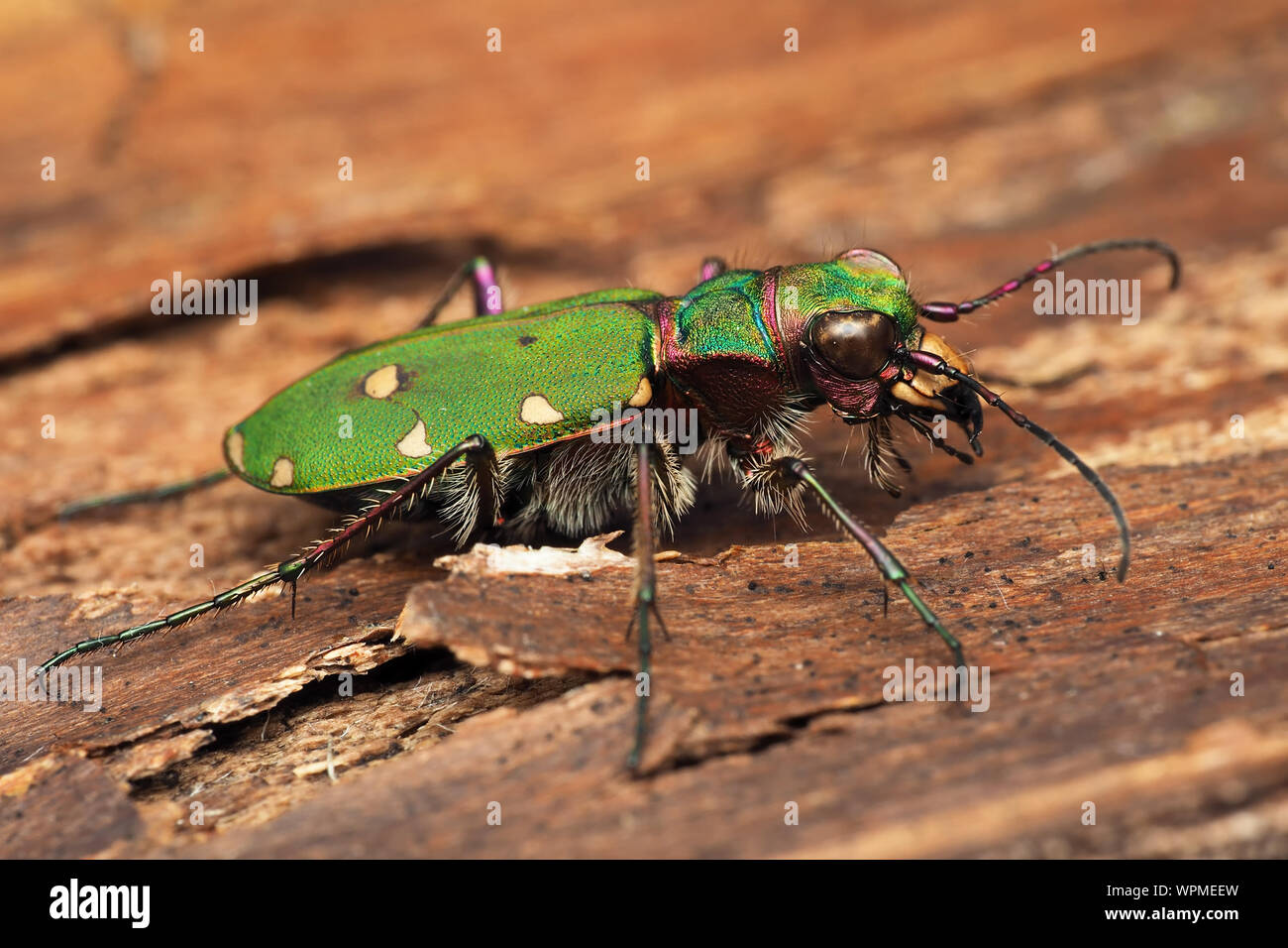Green Tiger Beetle (Cicindela campestris) at rest on ground. Tipperary, Ireland Stock Photo