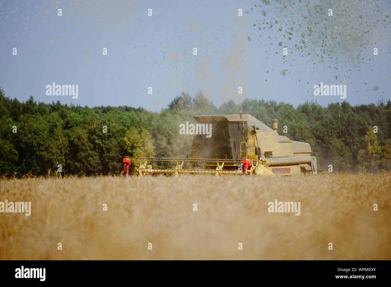 Combine harvesting the rape field at summer Stock Photo - Alamy