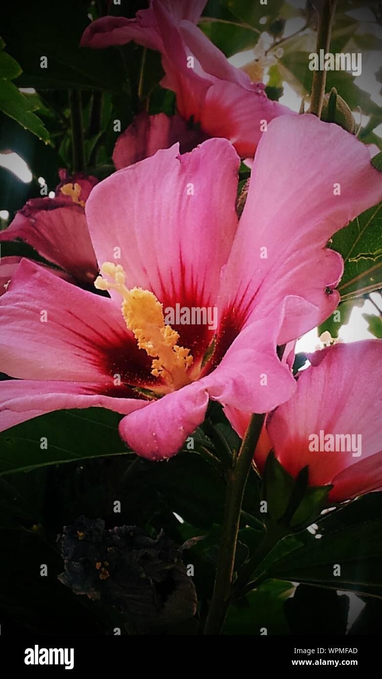Close up hibiscus hi-res stock photography and images - Alamy