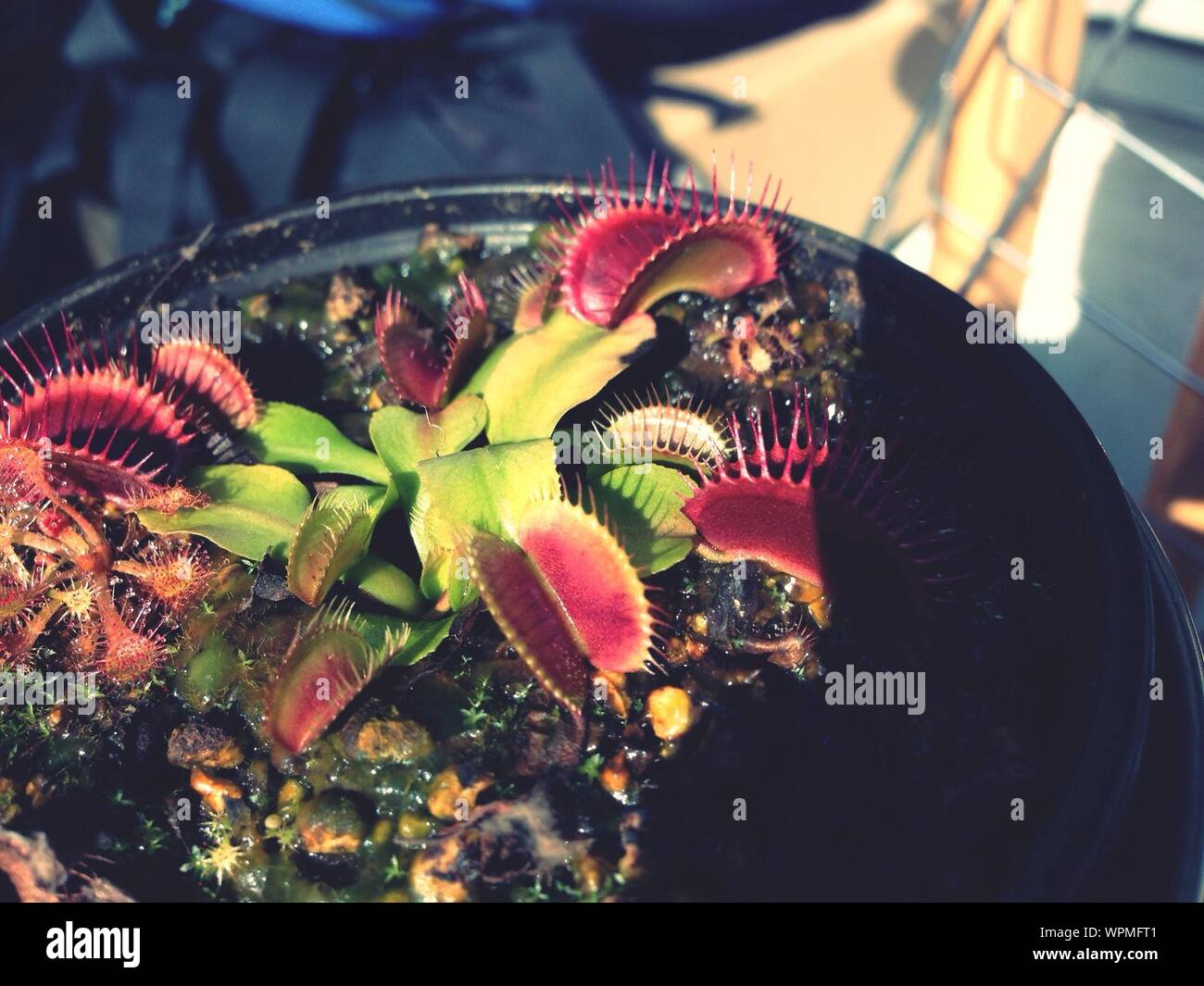 Elevated View Of Venus Flytrap Stock Photo
