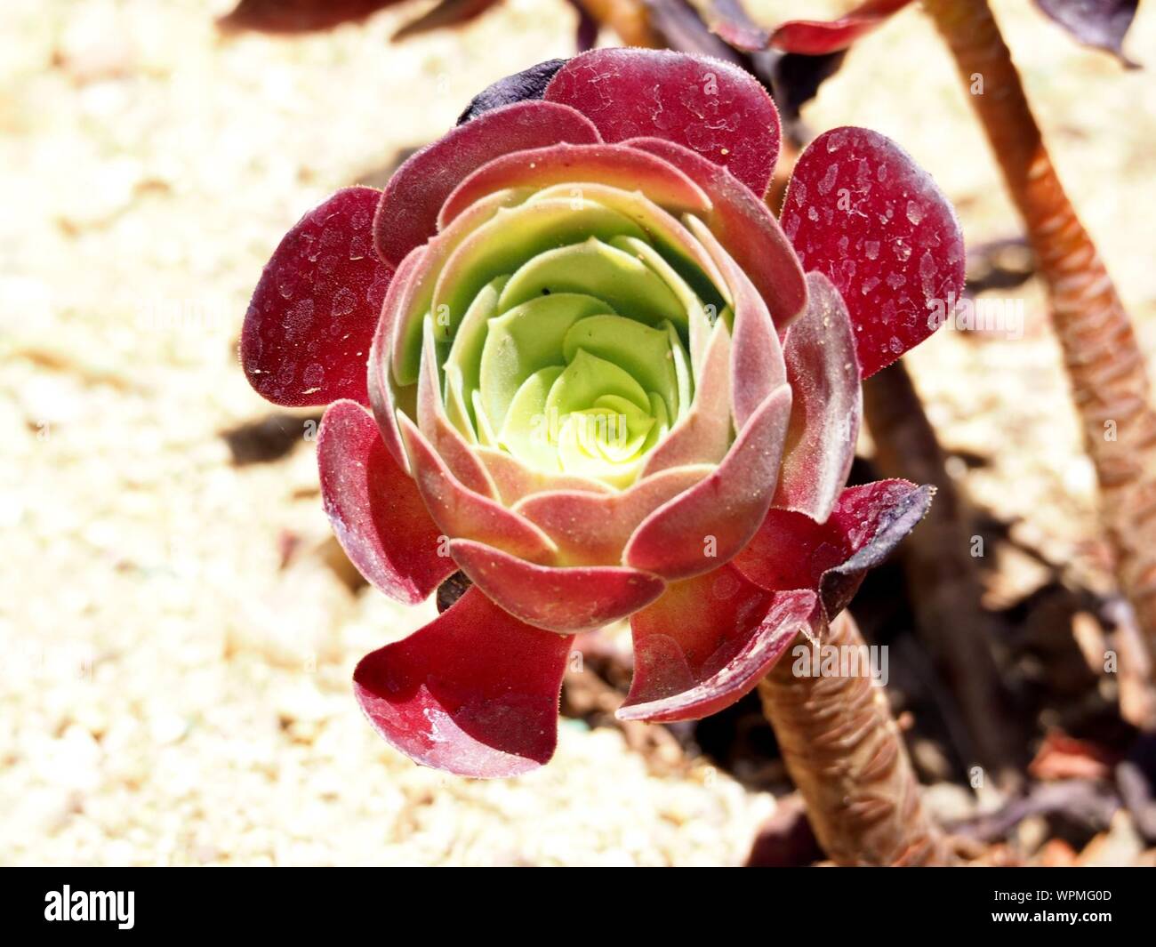 High Angle View Of Aeonium Arboreum Growing Outdoors Stock Photo