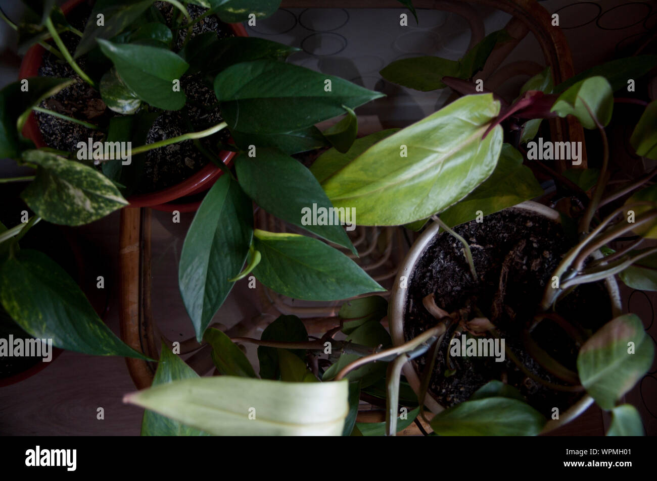 Plantas de interior Stock Photo