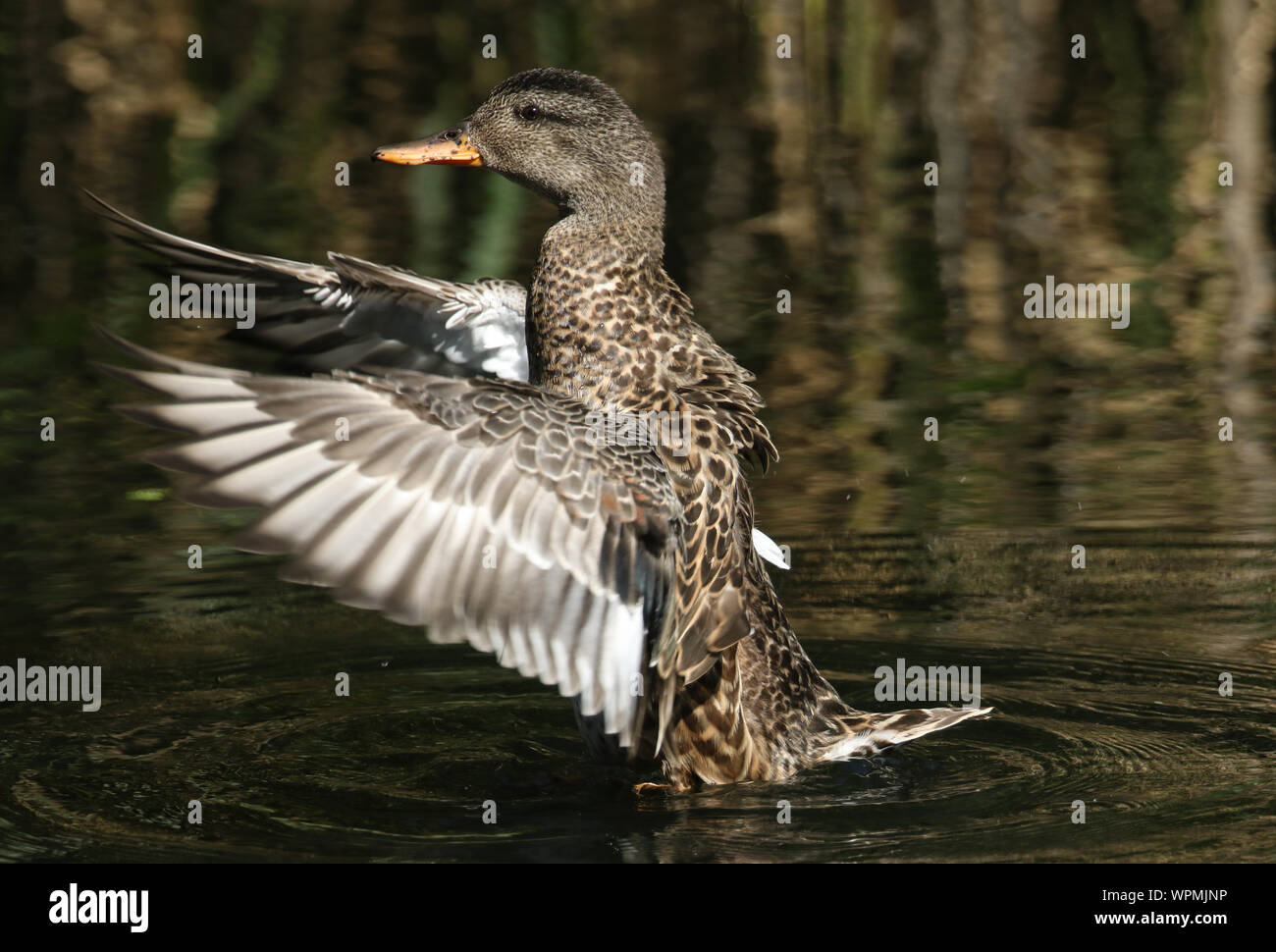 A beautiful female Gadwall Duck, Anas strepera, flapping its wings swimming on a lake in the UK. Stock Photo