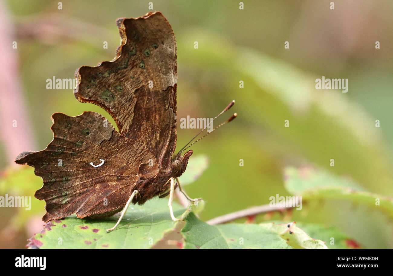 The side view of a beautiful Comma Butterfly, Polygonia c-album ...