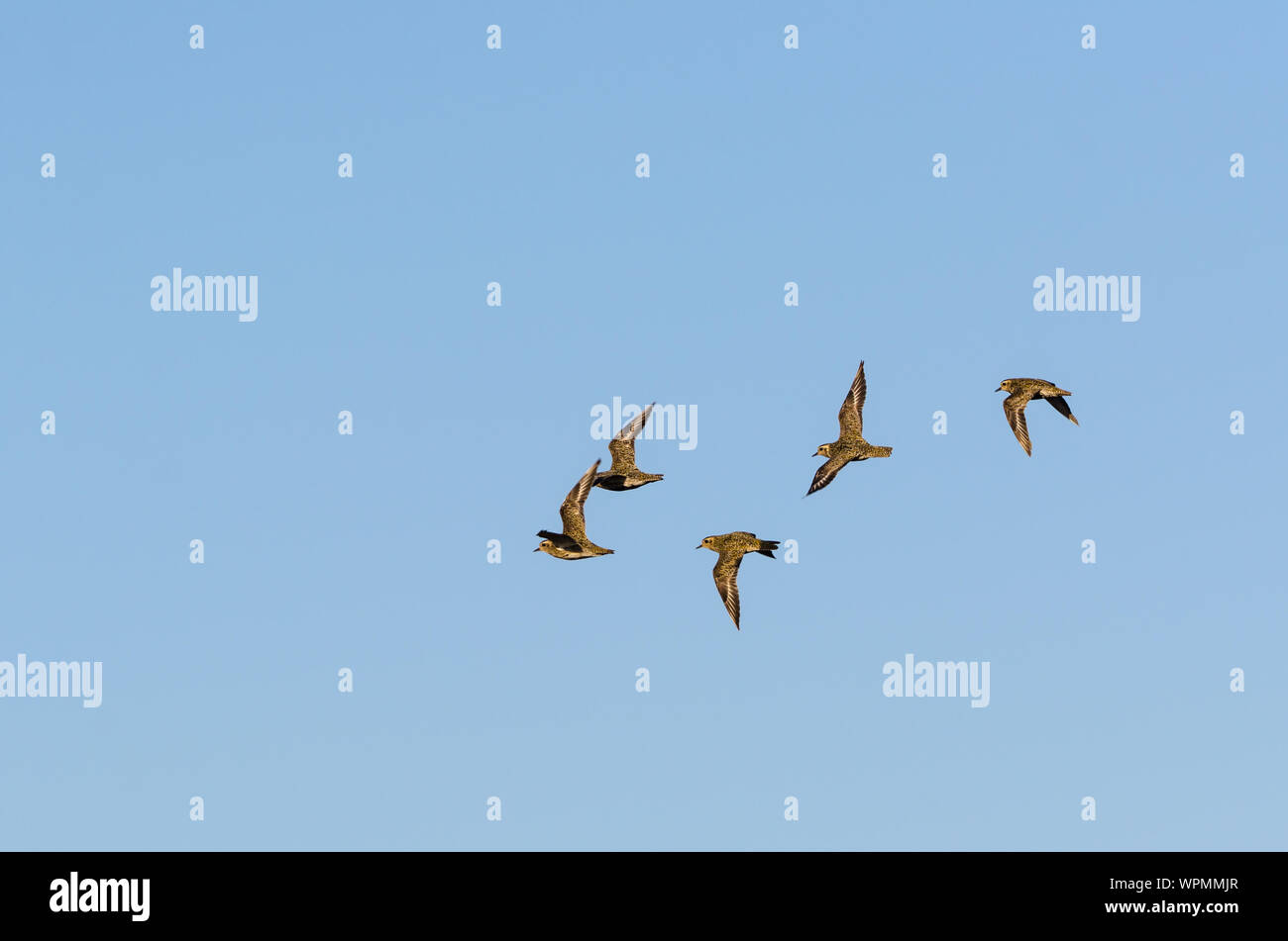 Golden plovers hi-res stock photography and images - Alamy