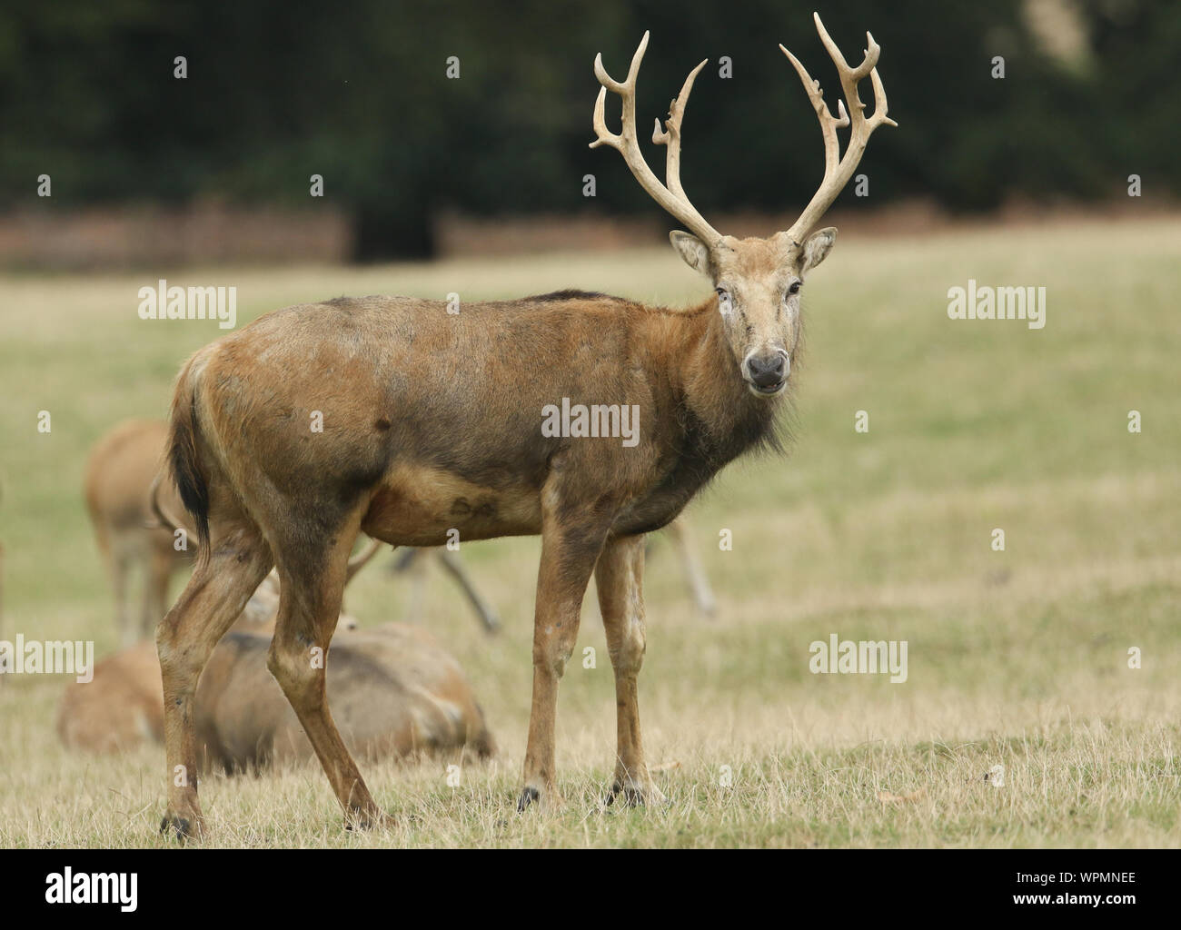 A magnificent stag Milu Deer, also known as Pére David's, Elaphurus davidianus, feeding in a meadow. Stock Photo
