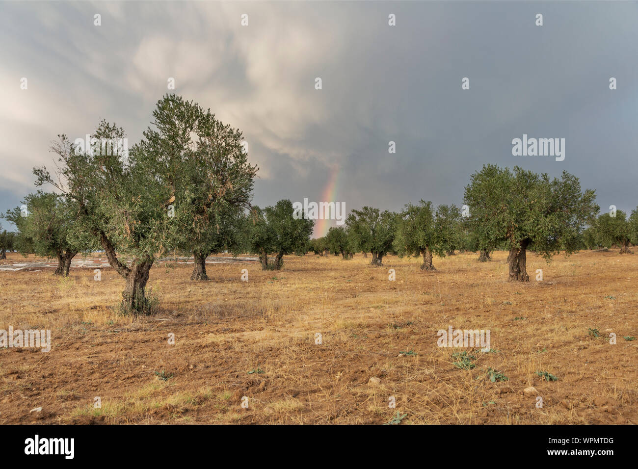 Rainbow over an olive grove Stock Photo