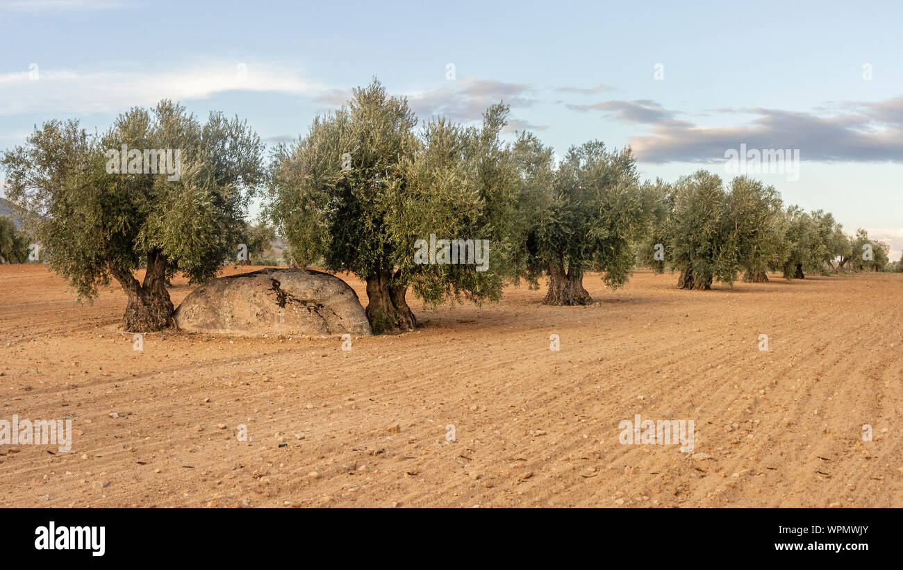 A rock between two olive trees Stock Photo