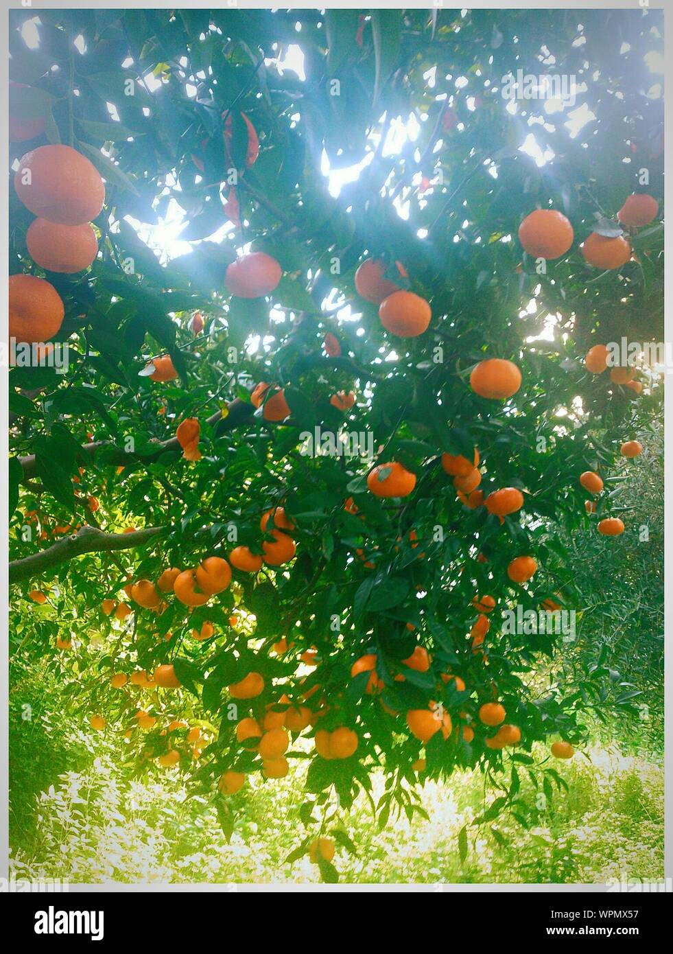 Oranges On Tree Stock Photo Alamy