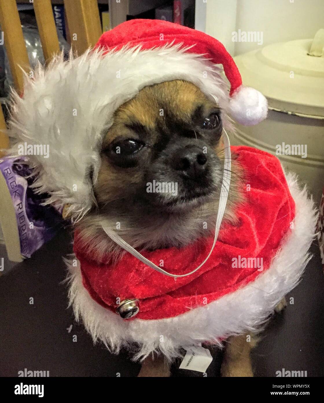 dog santa costume