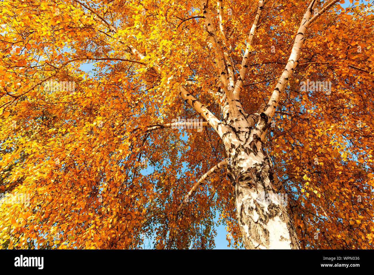 Autumn, birch tree with golden colored leaves against blue sky Stock Photo - Alamy