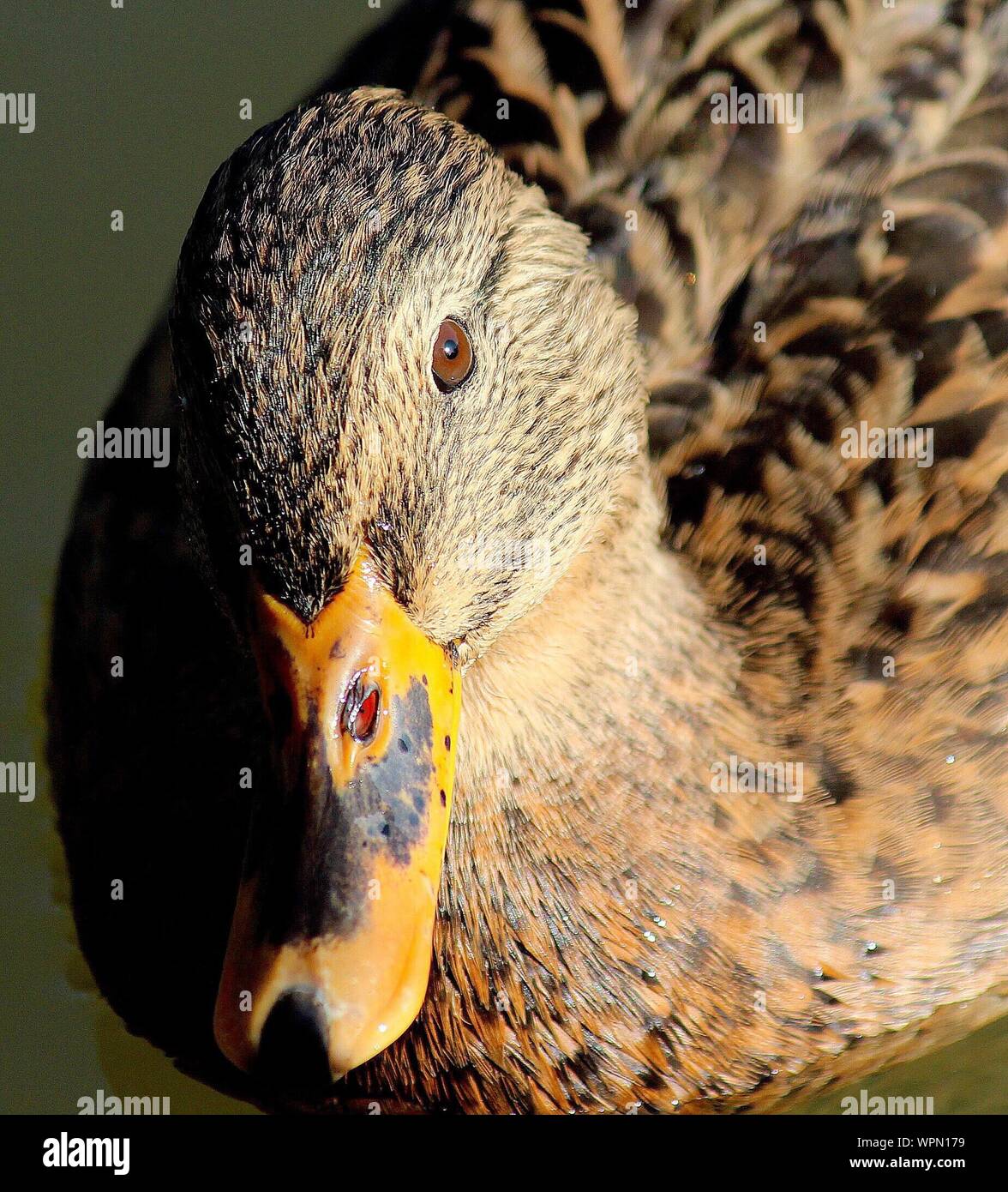 Duck with camera hires stock photography and images Alamy