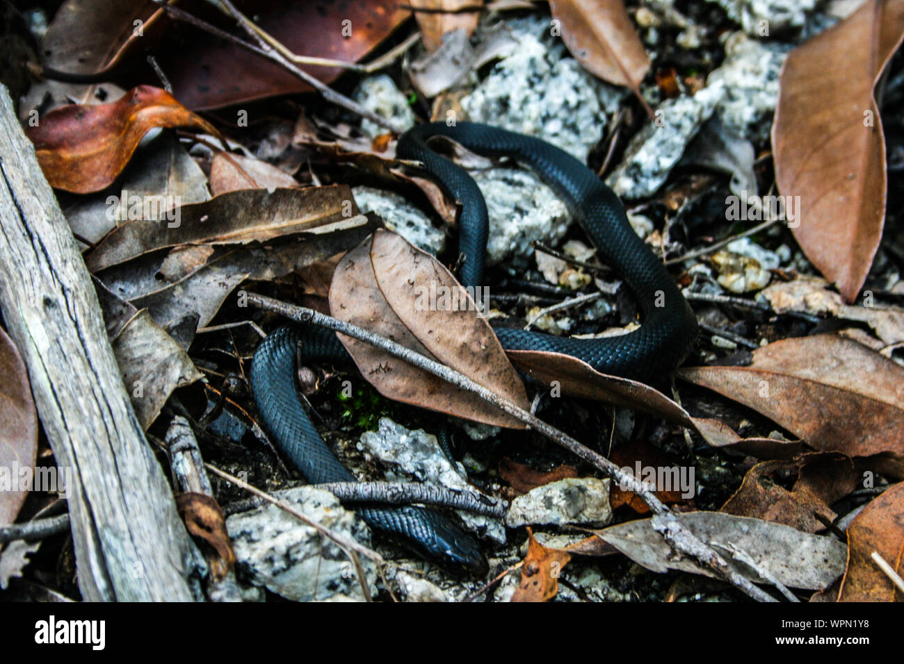 Snakes of the Cairns region, Environment