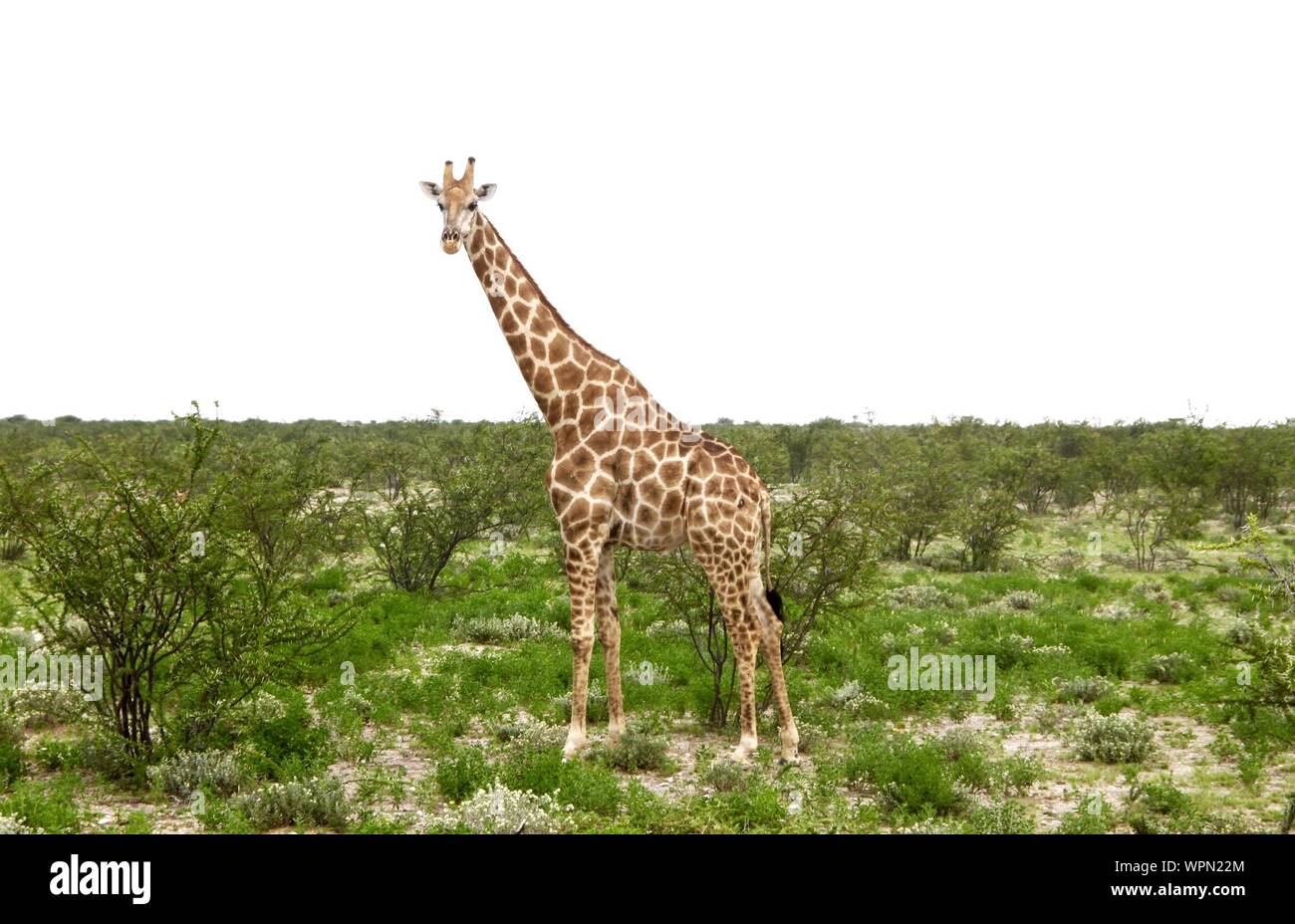Giraffe In African Landscape Stock Photo