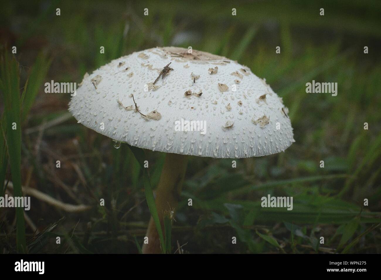 Mushroom Growing On Field In Garden Stock Photo 272140713 Alamy