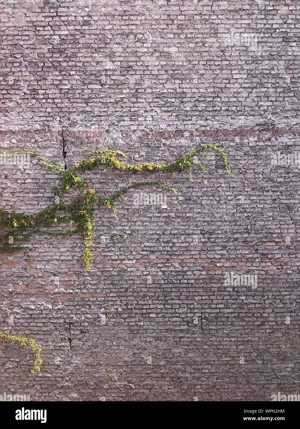 Vines on brick wall hires stock photography and images Alamy