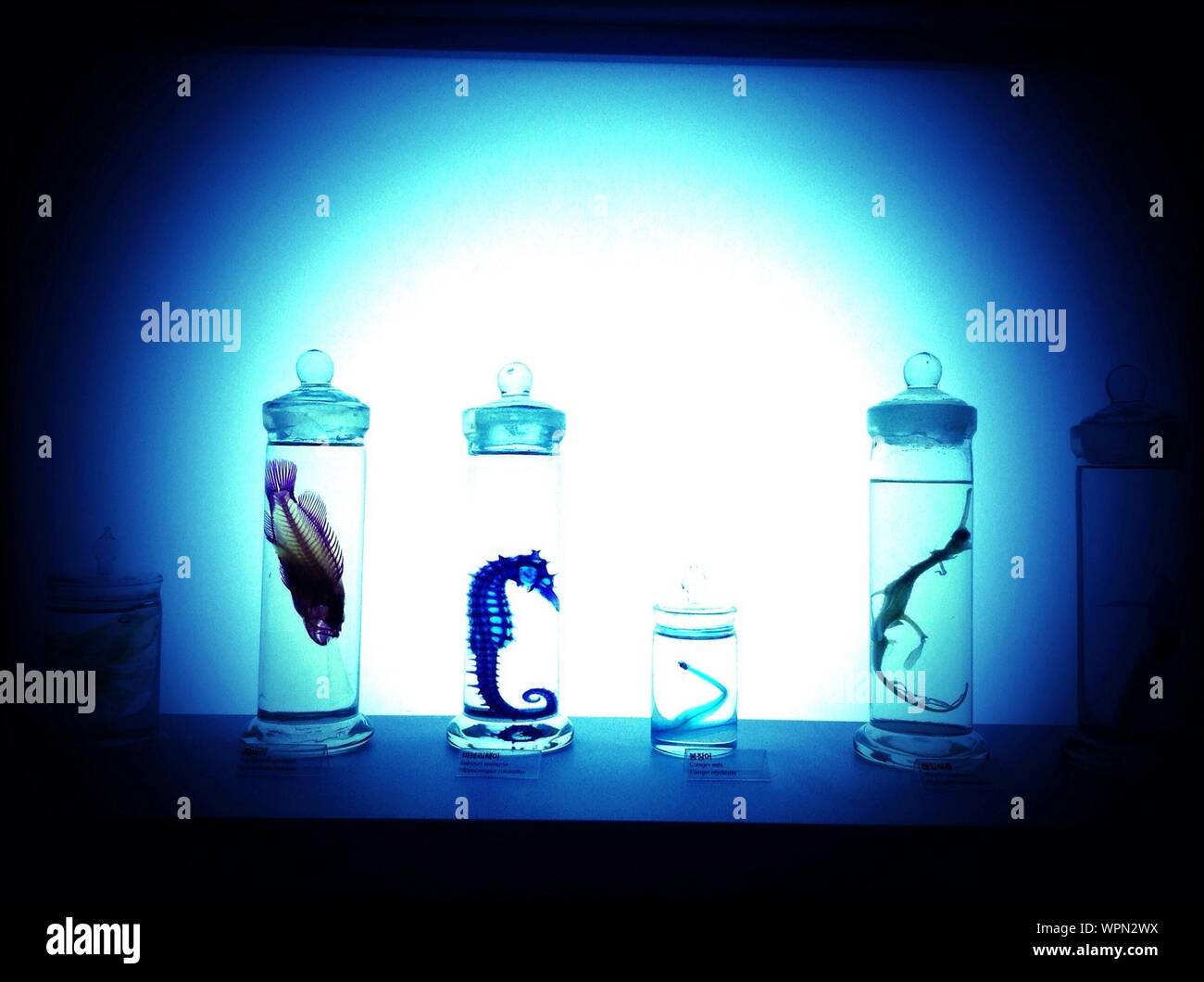 Dead specimen hi-res stock photography and images - Alamy