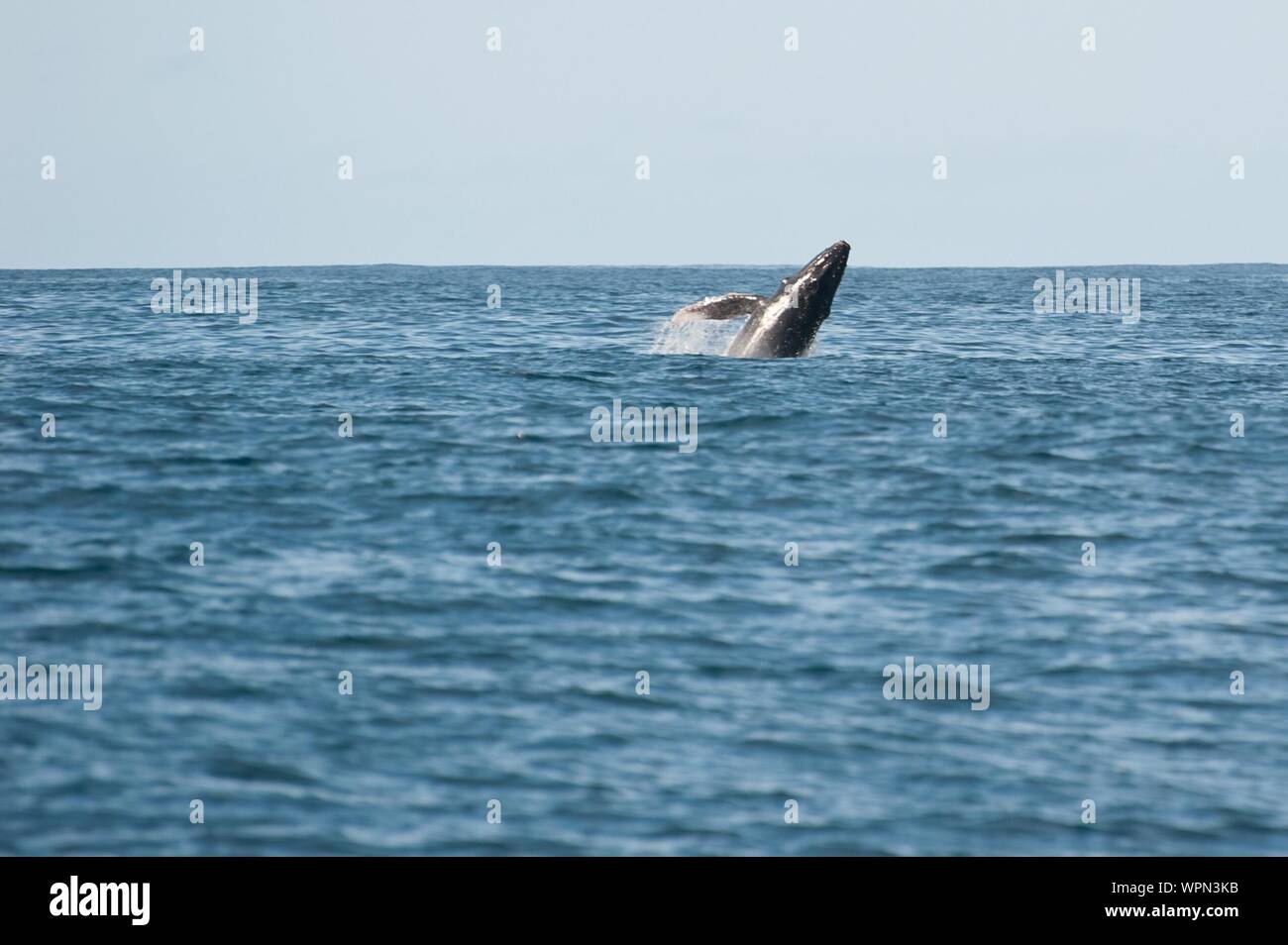 Whale Diving In Sea Stock Photo