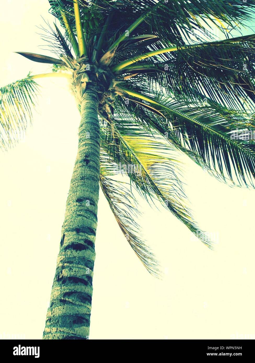 Wind Blowing Tree High Resolution Stock Photography and Images - Alamy