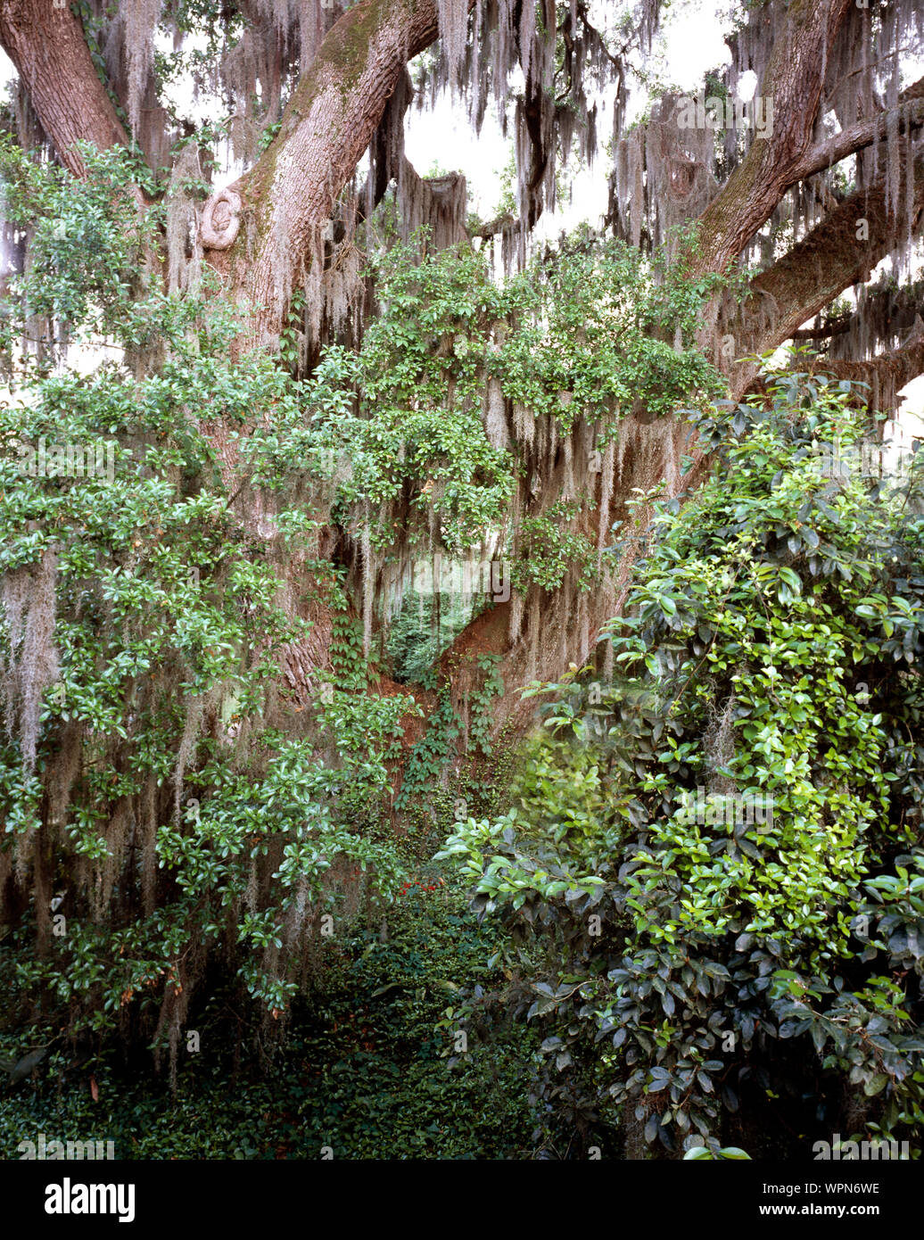 Louisiana tree with Spanish moss Stock Photo Alamy