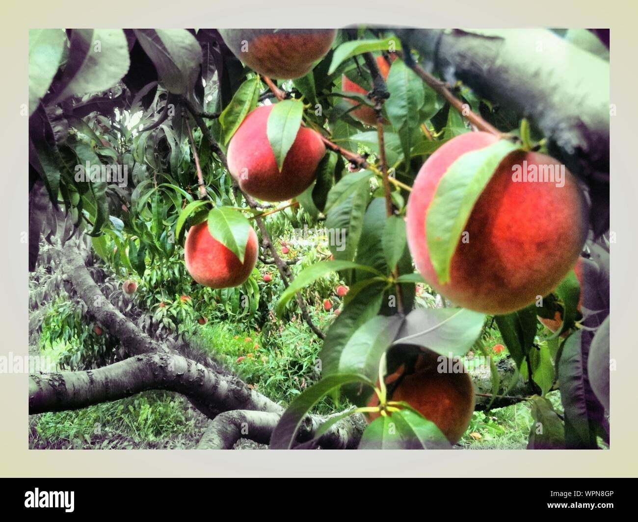 Peach Trees In Farm Stock Photo Alamy