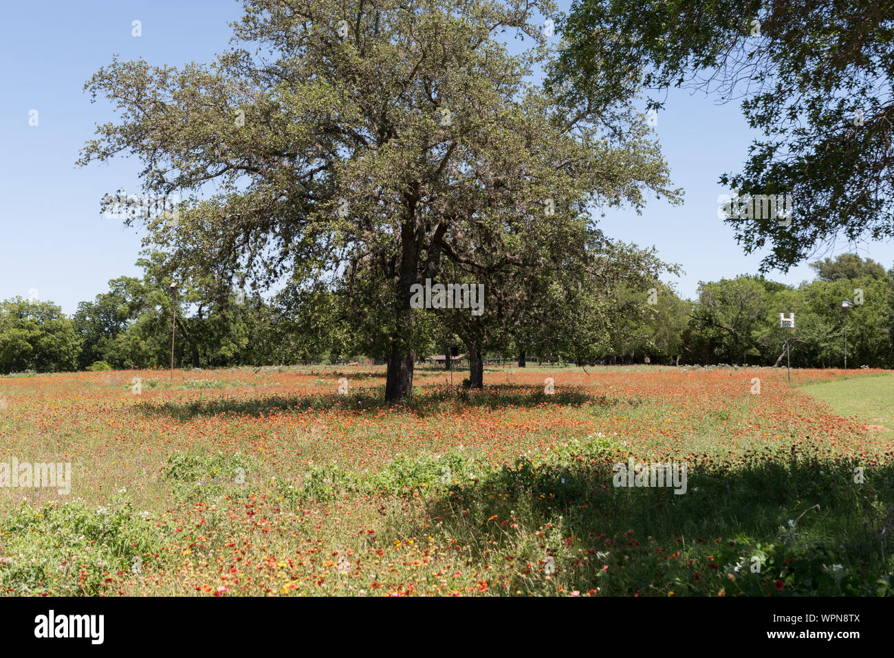 Lovely combination of shade trees and vivid wildflowers on the LBJ Ranch, once home to President Lyndon B. Johnson and his wife, Lady Bird Johnson, near Stonewall in the Texas Hill Country Stock Photo