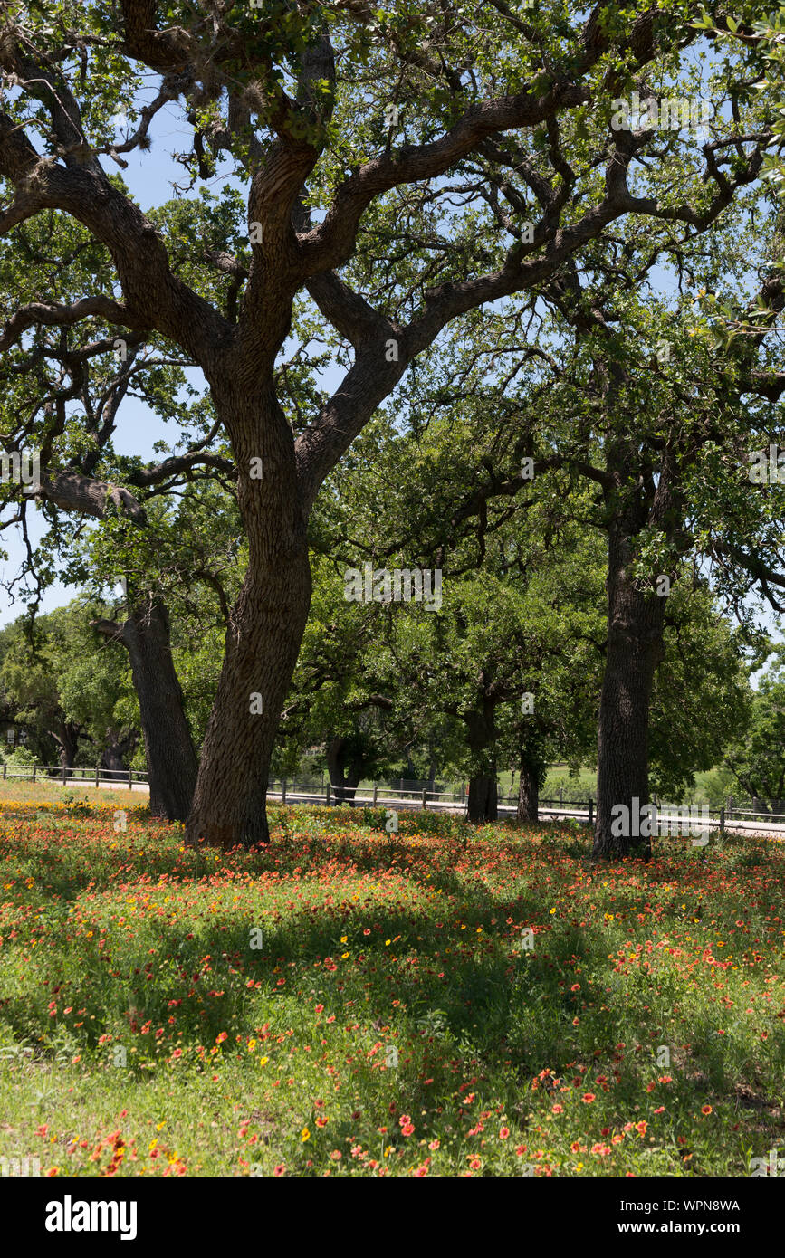 Lovely combination of shade trees and vivid wildflowers on the LBJ Ranch, once home to President Lyndon B. Johnson and his wife, Lady Bird Johnson, near Stonewall in the Texas Hill Country Stock Photo