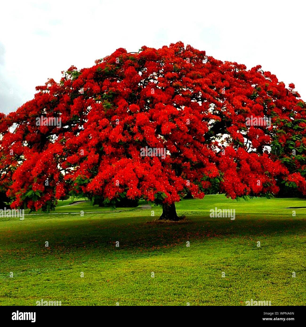 Huge Red Flowering Tree At Park Stock Photo Alamy