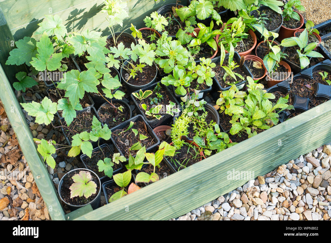Assorted plants and cuttings in a  wooden cold frame. UK Stock Photo